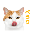猫の顔写真❤️楽しく使える日常会話（個別スタンプ：27）
