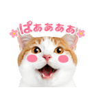 猫の顔写真❤️楽しく使える日常会話（個別スタンプ：28）