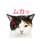 猫の顔写真❤️楽しく使える日常会話（個別スタンプ：29）