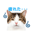 猫の顔写真❤️楽しく使える日常会話（個別スタンプ：30）