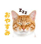 猫の顔写真❤️楽しく使える日常会話（個別スタンプ：32）