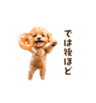ドーナツとトイプードルのアニメーション（個別スタンプ：24）