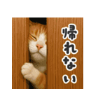 茶白猫の弱音スタンプ【毎日使える】（個別スタンプ：18）