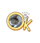 動くソルテときなこ（個別スタンプ：2）