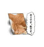 動くソルテときなこ（個別スタンプ：3）