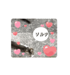 動くソルテときなこ（個別スタンプ：5）