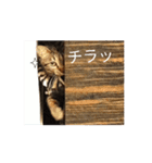 Leo kijitora（個別スタンプ：9）