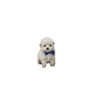 動く白くてふわふわの犬D（個別スタンプ：1）