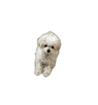 動く白くてふわふわの犬D（個別スタンプ：2）