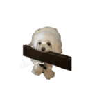 動く白くてふわふわの犬D（個別スタンプ：5）