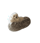 動く白くてふわふわの犬D（個別スタンプ：6）