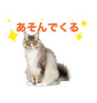 フクマルちゃんのかわいいスタンプです❕（個別スタンプ：8）