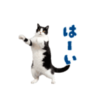 動く！踊る猫にゃんとも！リアル(日常)（個別スタンプ：2）
