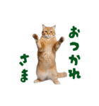 動く！踊る猫にゃんとも！リアル(日常)（個別スタンプ：3）
