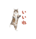 動く！踊る猫にゃんとも！リアル(日常)（個別スタンプ：4）