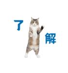 動く！踊る猫にゃんとも！リアル(日常)（個別スタンプ：5）