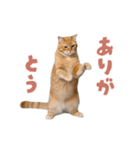 動く！踊る猫にゃんとも！リアル(日常)（個別スタンプ：6）