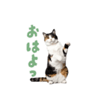 動く！踊る猫にゃんとも！リアル(日常)（個別スタンプ：7）