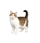 動く！踊る猫にゃんとも！リアル(日常)（個別スタンプ：8）