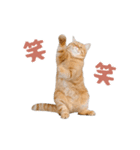 動く！踊る猫にゃんとも！リアル(日常)（個別スタンプ：9）