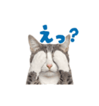 動く！踊る猫にゃんとも！リアル(日常)（個別スタンプ：10）