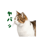動く！踊る猫にゃんとも！リアル(日常)（個別スタンプ：11）