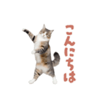 動く！踊る猫にゃんとも！リアル(日常)（個別スタンプ：13）