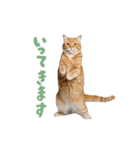 動く！踊る猫にゃんとも！リアル(日常)（個別スタンプ：14）