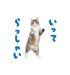 動く！踊る猫にゃんとも！リアル(日常)（個別スタンプ：15）