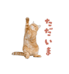 動く！踊る猫にゃんとも！リアル(日常)（個別スタンプ：16）