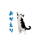 動く！踊る猫にゃんとも！リアル(日常)（個別スタンプ：17）