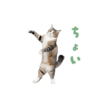 動く！踊る猫にゃんとも！リアル(日常)（個別スタンプ：19）
