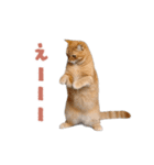 動く！踊る猫にゃんとも！リアル(日常)（個別スタンプ：20）