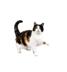 動く！踊る猫にゃんとも！リアル(日常)（個別スタンプ：21）