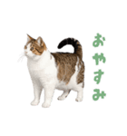 動く！踊る猫にゃんとも！リアル(日常)（個別スタンプ：22）