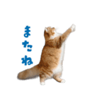 動く！踊る猫にゃんとも！リアル(日常)（個別スタンプ：24）