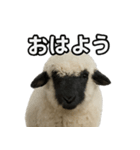 ヴァレーブラックノーズシープ1（個別スタンプ：1）