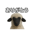 ヴァレーブラックノーズシープ1（個別スタンプ：3）