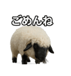ヴァレーブラックノーズシープ1（個別スタンプ：4）