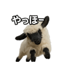 ヴァレーブラックノーズシープ1（個別スタンプ：5）