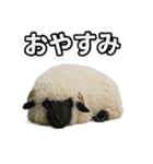 ヴァレーブラックノーズシープ1（個別スタンプ：6）