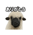 ヴァレーブラックノーズシープ1（個別スタンプ：7）