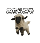 ヴァレーブラックノーズシープ1（個別スタンプ：8）