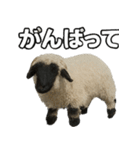 ヴァレーブラックノーズシープ1（個別スタンプ：9）