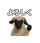 ヴァレーブラックノーズシープ1（個別スタンプ：10）