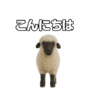 ヴァレーブラックノーズシープ1（個別スタンプ：11）