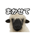 ヴァレーブラックノーズシープ1（個別スタンプ：14）
