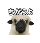 ヴァレーブラックノーズシープ1（個別スタンプ：17）