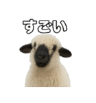 ヴァレーブラックノーズシープ1（個別スタンプ：18）