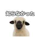 ヴァレーブラックノーズシープ1（個別スタンプ：19）
